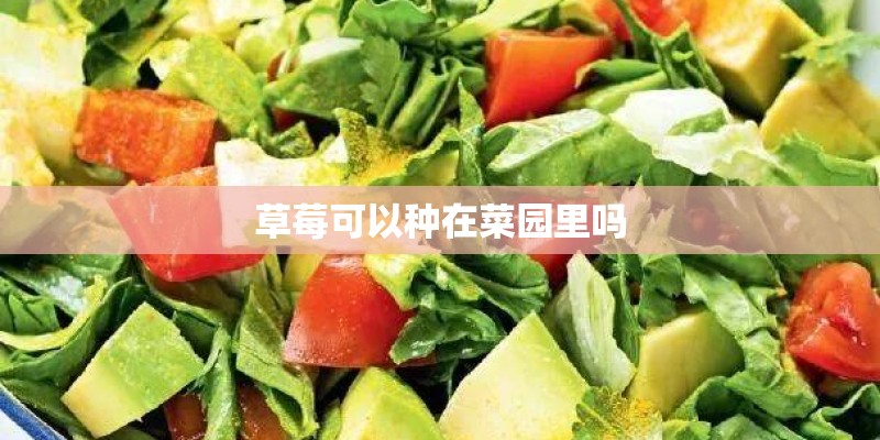 草莓可以种在菜园里吗