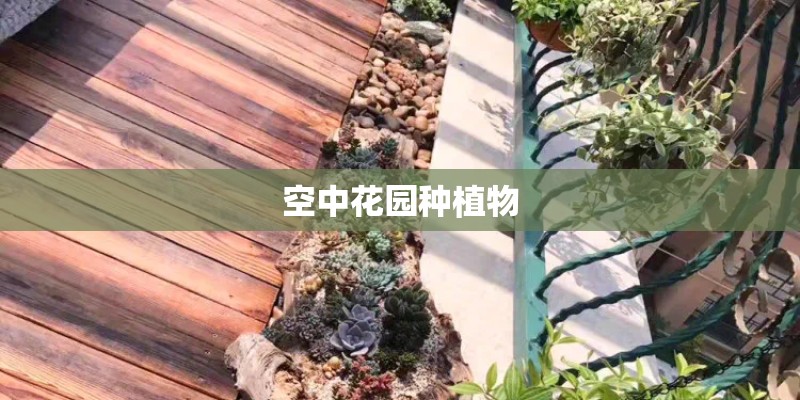 空中花园种植物