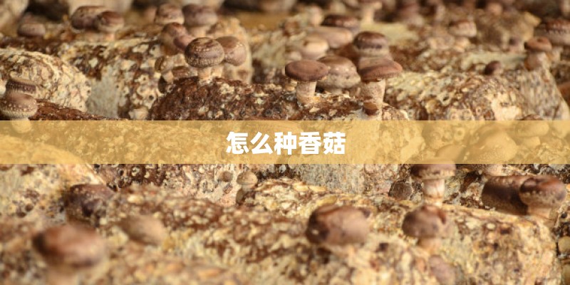 怎么种香菇