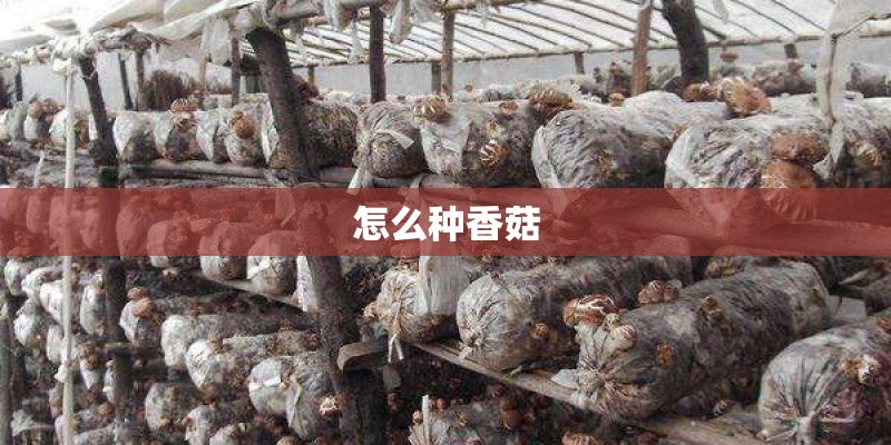 怎么种香菇