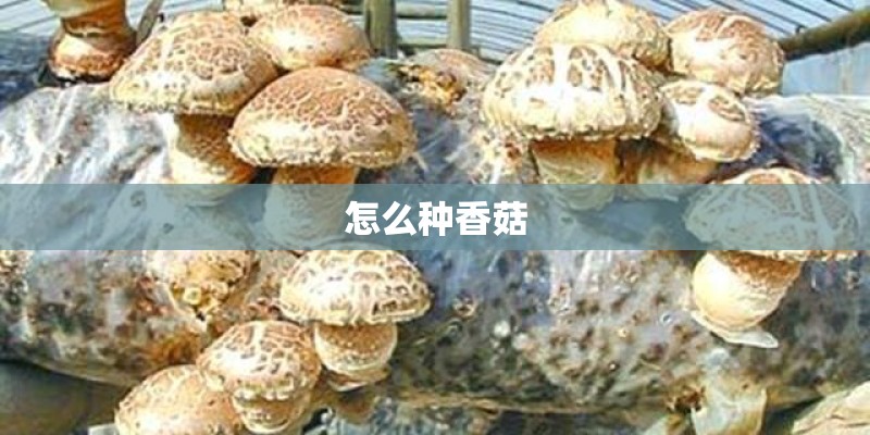 怎么种香菇