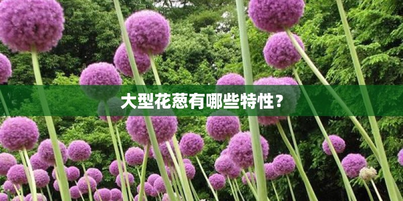 大型花葱有哪些特性？