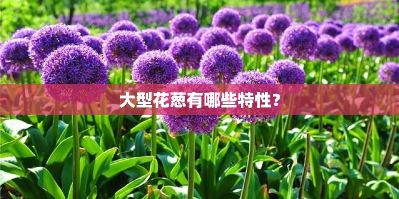 大型花葱有哪些特性？