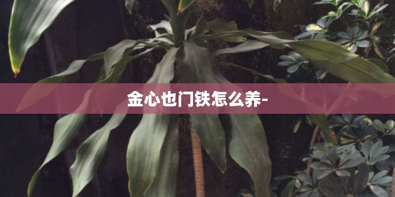 金心也门铁怎么养-