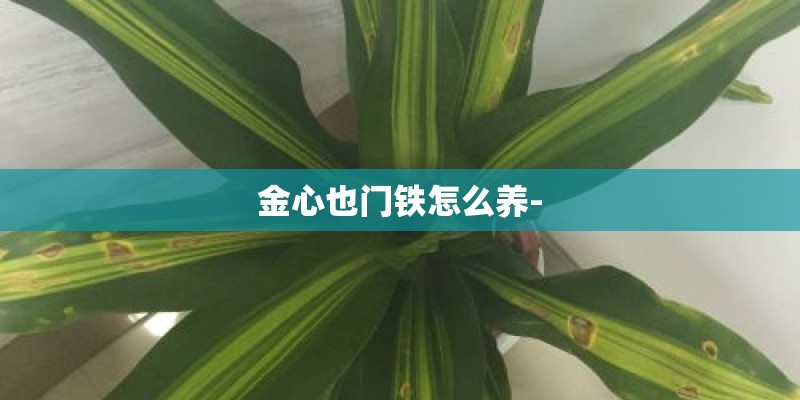 金心也门铁怎么养-