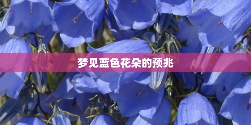 梦见蓝色花朵的预兆