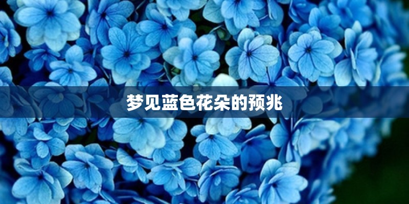 梦见蓝色花朵的预兆