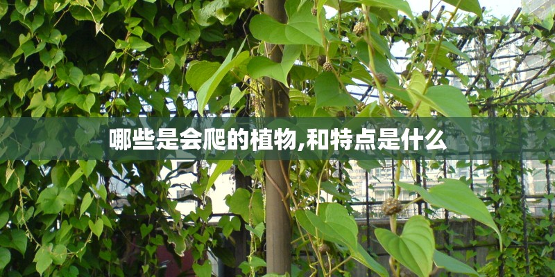 哪些是会爬的植物,和特点是什么