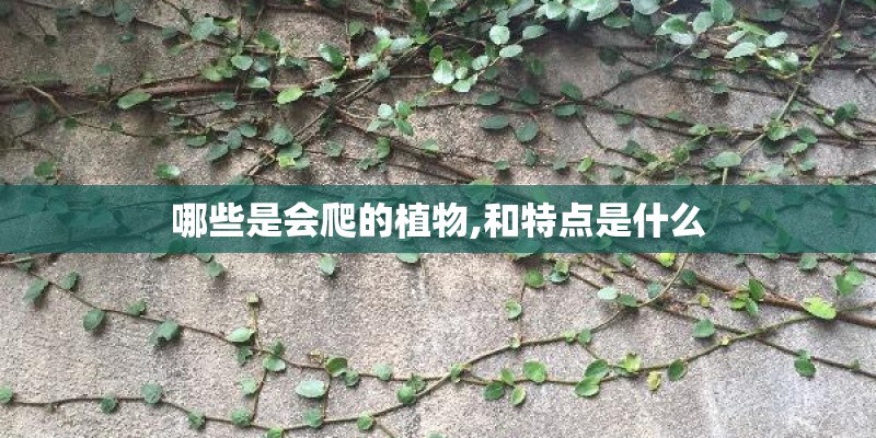 哪些是会爬的植物,和特点是什么
