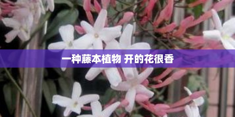 一种藤本植物 开的花很香
