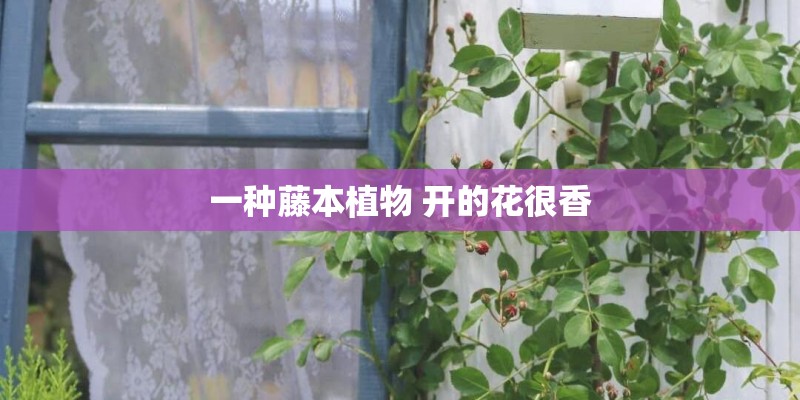 一种藤本植物 开的花很香