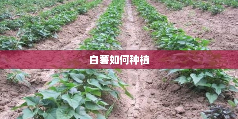 白薯如何种植