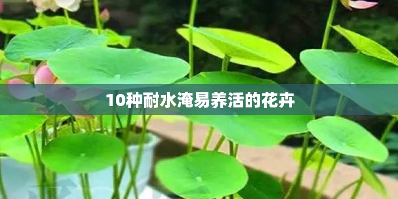 10种耐水淹易养活的花卉
