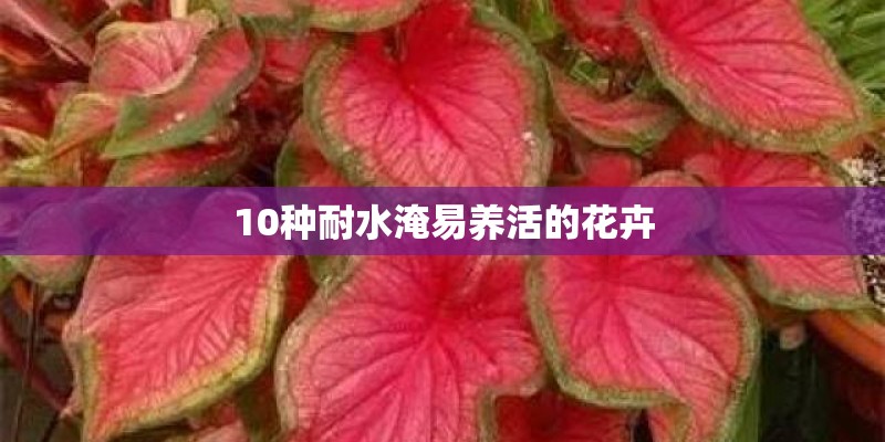 10种耐水淹易养活的花卉 10种耐水淹易养活的花卉