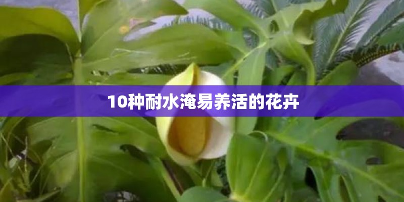 10种耐水淹易养活的花卉 10种耐水淹易养活的花卉