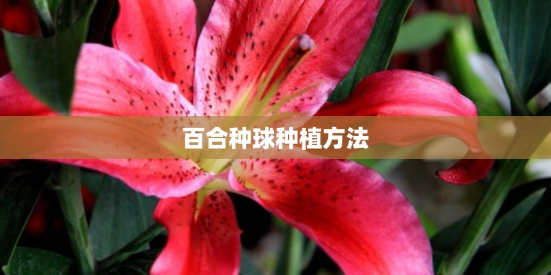 百合种球种植方法