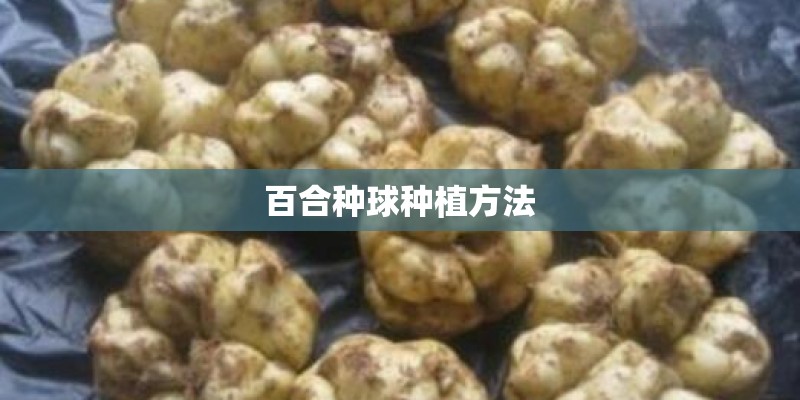百合种球种植方法
