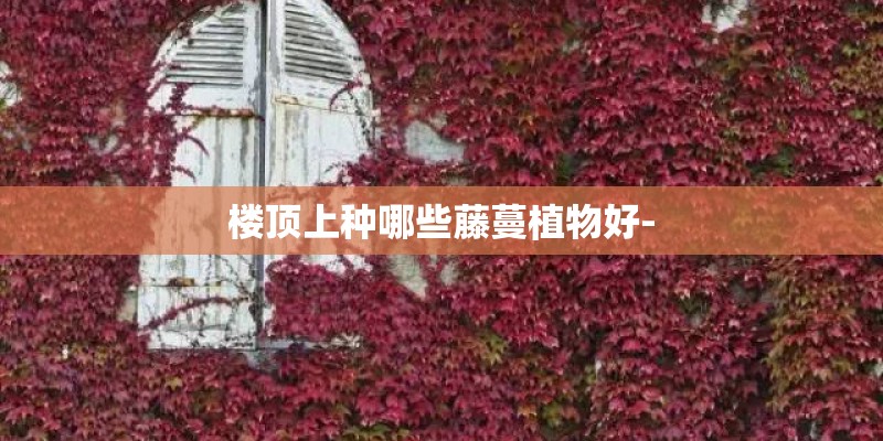 楼顶上种哪些藤蔓植物好-