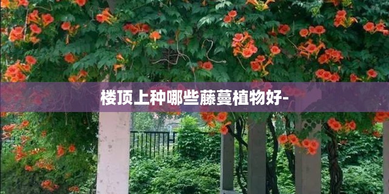 楼顶上种哪些藤蔓植物好-