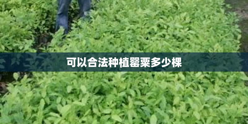 可以合法种植罂粟多少棵