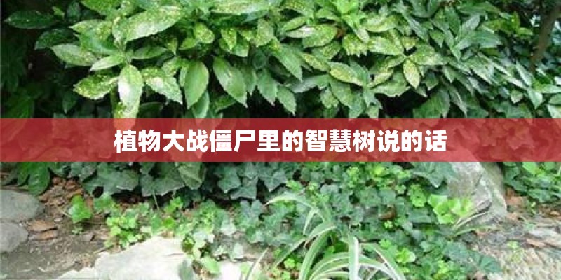 植物大战僵尸里的智慧树说的话