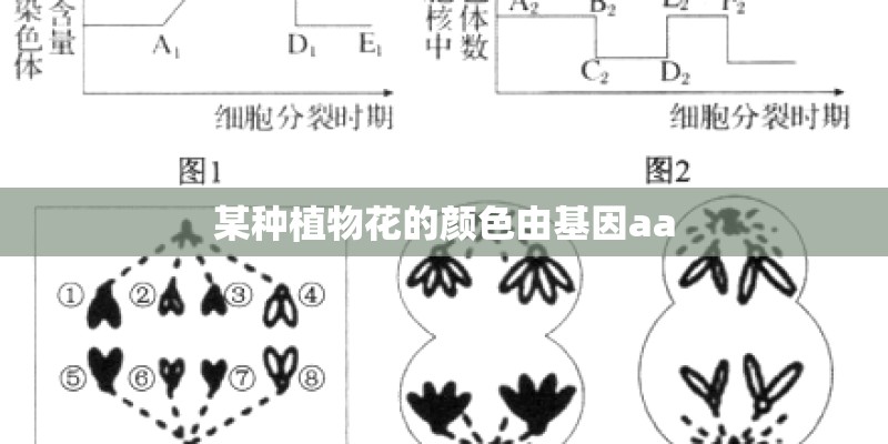 某种植物花的颜色由基因aa