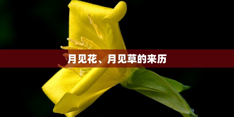 月见花、月见草的来历