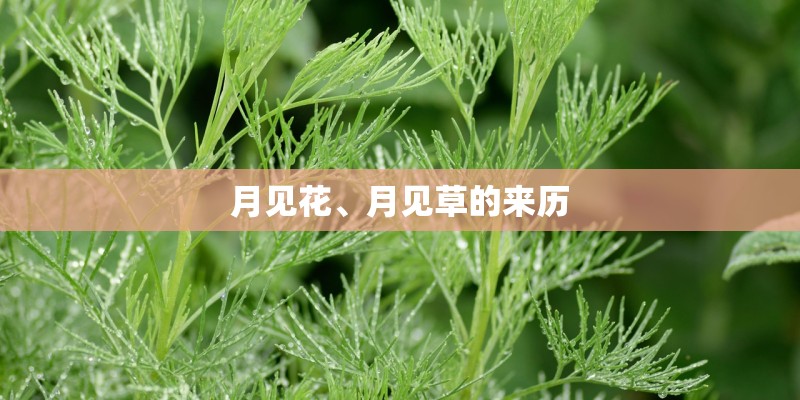 月见花、月见草的来历