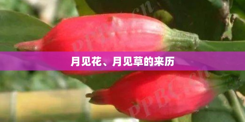 月见花、月见草的来历