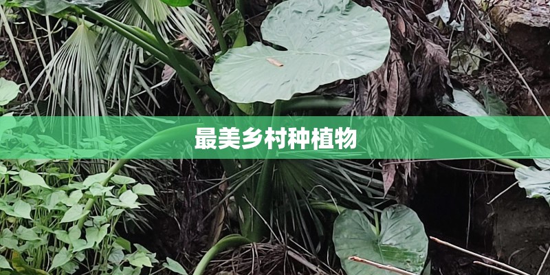 最美乡村种植物