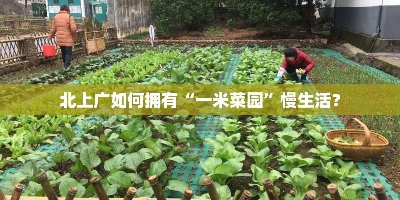 北上广如何拥有“一米菜园”慢生活？