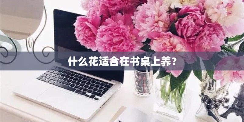 什么花适合在书桌上养？