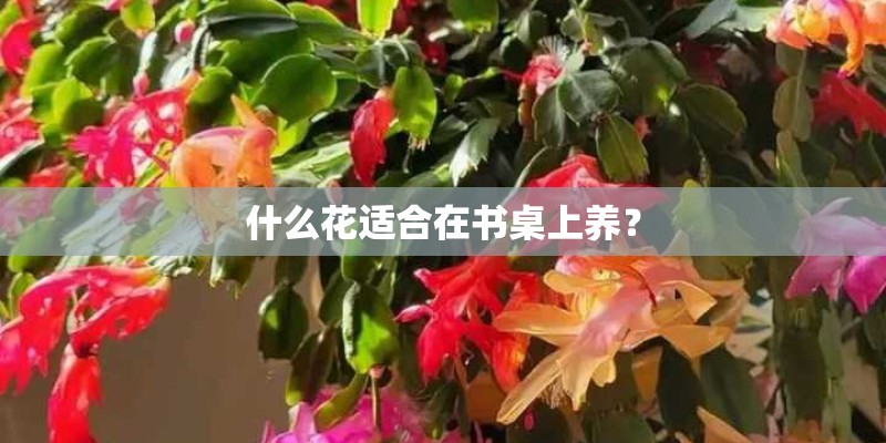什么花适合在书桌上养？
