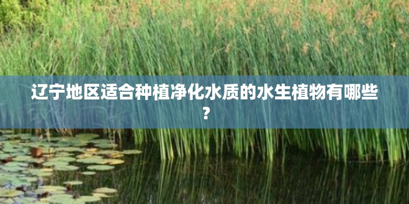 辽宁地区适合种植净化水质的水生植物有哪些？