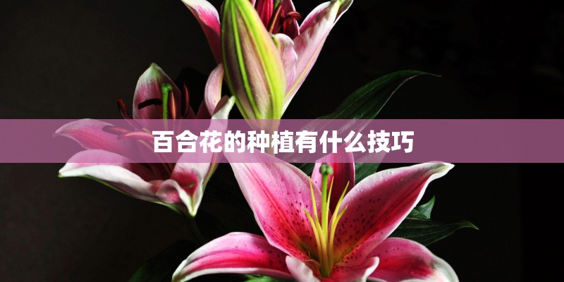 百合花的种植有什么技巧