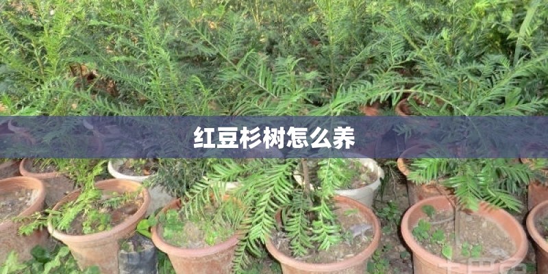 红豆杉树怎么养