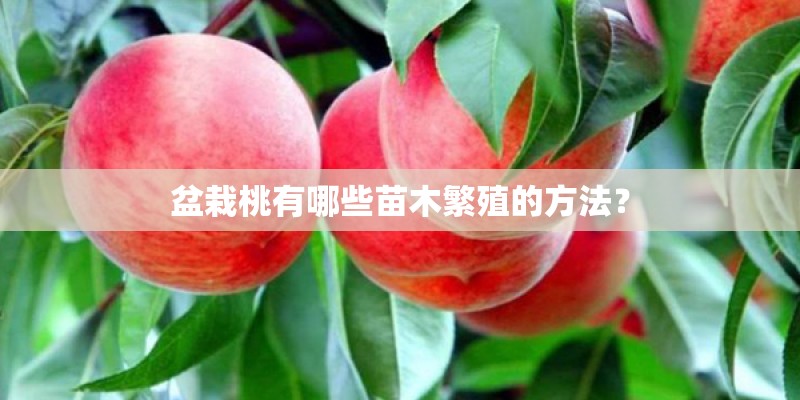 盆栽桃有哪些苗木繁殖的方法？