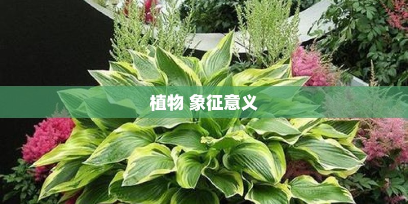 植物 象征意义
