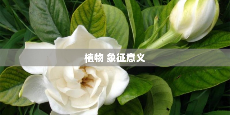 植物 象征意义