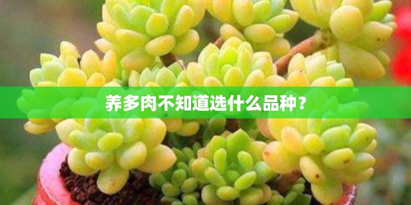 养多肉不知道选什么品种？