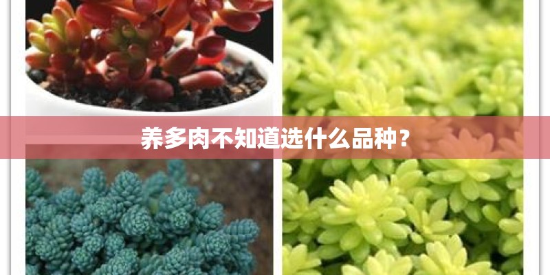 养多肉不知道选什么品种？