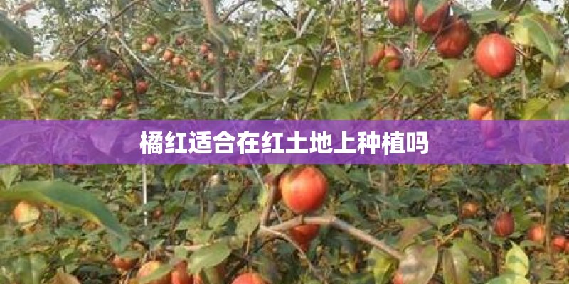 橘红适合在红土地上种植吗
