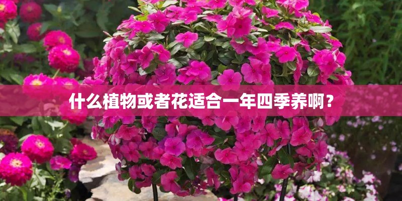 什么植物或者花适合一年四季养啊？