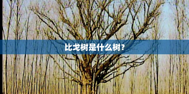 比戈树是什么树？