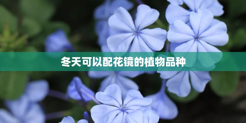 冬天可以配花镜的植物品种