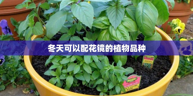 冬天可以配花镜的植物品种
