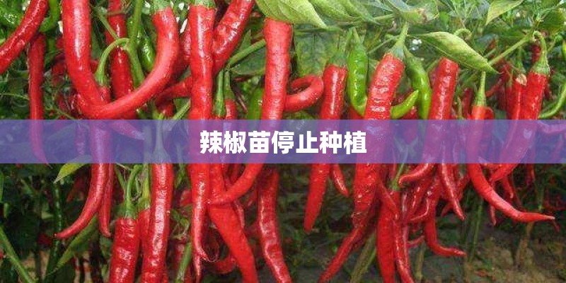 辣椒苗停止种植