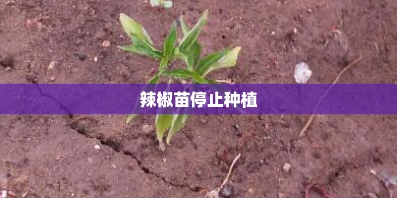 辣椒苗停止种植