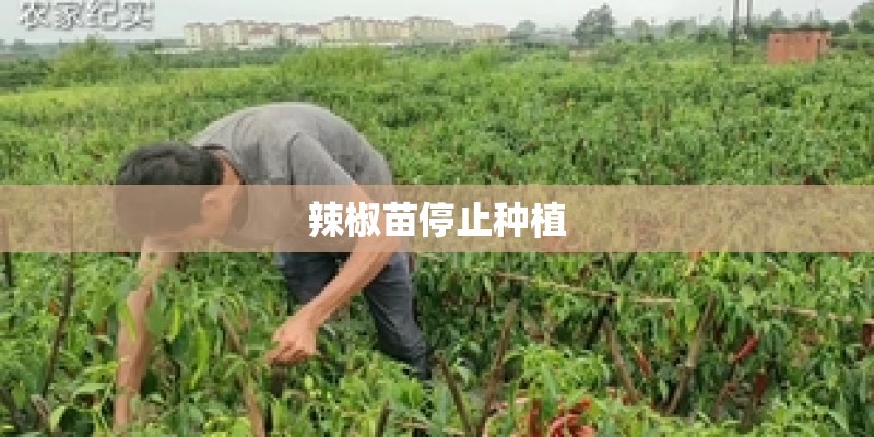 辣椒苗停止种植