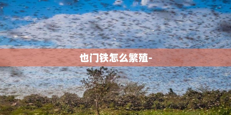 也门铁怎么繁殖-